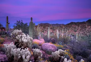 Saguaro National Park © Arizona Office of Tourism