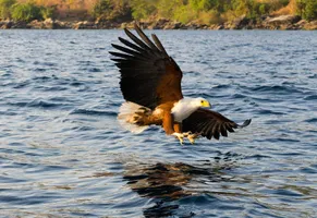 Afrikanischer Fischadler am Malawisee