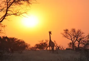 Giraffe bei Sonnenuntergang