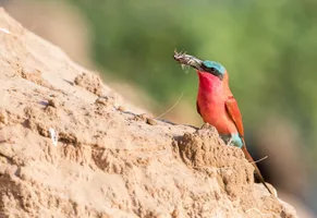 Südlicher Carmine-Bienenfresser