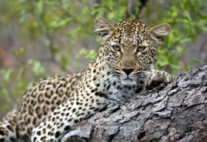 Savanna Private Game Lodge, Südafrika Reise