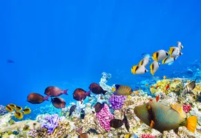 Schnorcheln auf den Malediven mit klarer Sicht auf Korallenriff und Fische