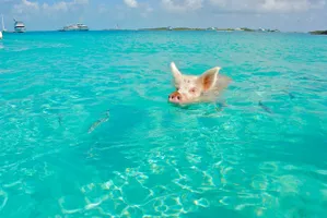 Die berühmten Bahamas-Schweine am Pig Beach