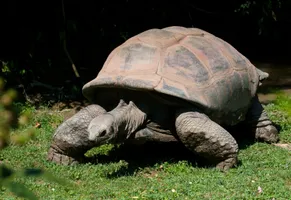 Riesenschildkröte auf den Seychellen