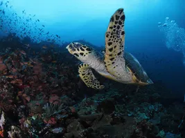 Sichtung einer Schildkröte beim Tauchgang