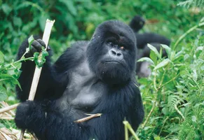 Silberrücken in Ruanda