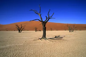 Namibia Sossusvlei Dead Vlei
