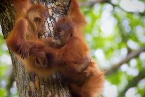 Spielende Orang Utans