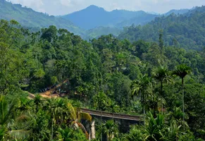 üppige Vegetation in Sri Lanka 
