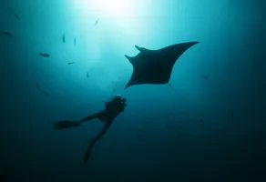 Tauchgang mit Manta-Sichtung