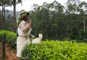 Assam Reise: Tee-Ernte 