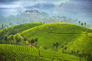 Teeplantagen in Munnar, eingebettet in die sanften Hügel von Kerala