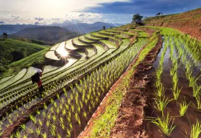Reisfelder bei Chiang Mai