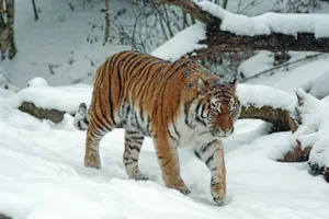 Sibirischer Tiger