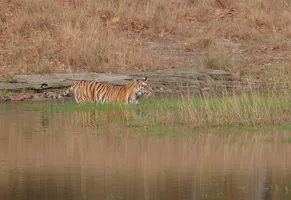 Bengalischer Königstiger in den Sunderbans