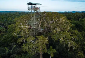 Üppiger Regenwald im Amazonasbecken – einzigartige Flora und Fauna entdecken