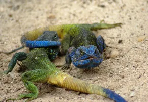 Uganda Reise, Bunte Echsen