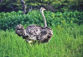 Vogelstrauss, Äthiopien Reise