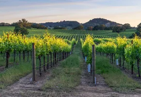 Weingut in Kalifornien