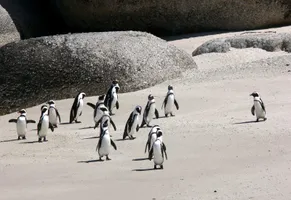 Brillenpinguine in Kapstadt