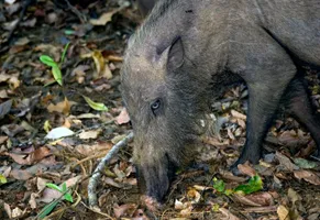 Wildes Bartschwein auf Borneo