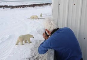 Eine Wildlife-Reise zur Hudson Bay bietet einzigartige Möglichkeiten zur Eisbärenbeobachtung.