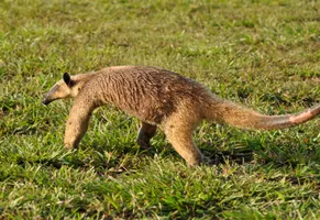 Wildlife, Suriname Reise