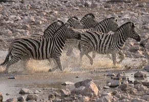 Zebras in Namibia
