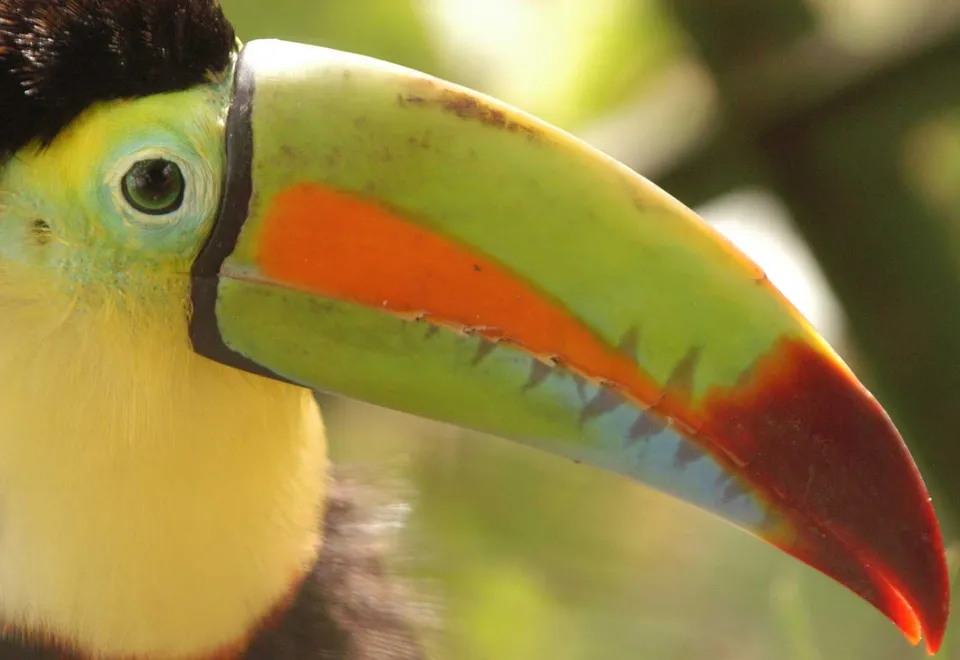 Costa Rica Toucan