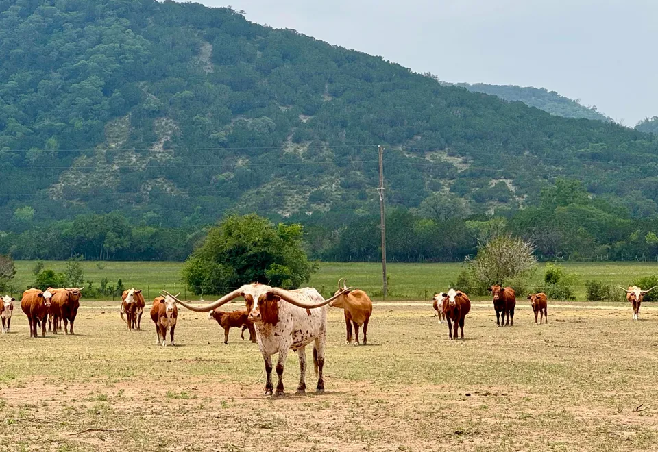 Dixie Dude Ranch, USA Reisen