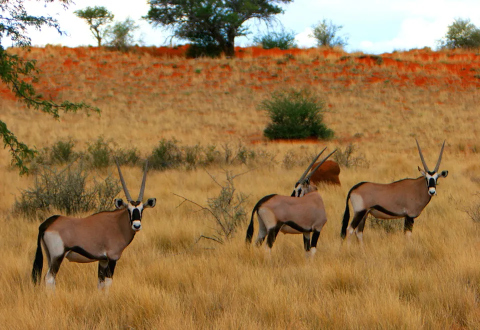 Gemsböcke in der Kalahari Wüste, Namibia
