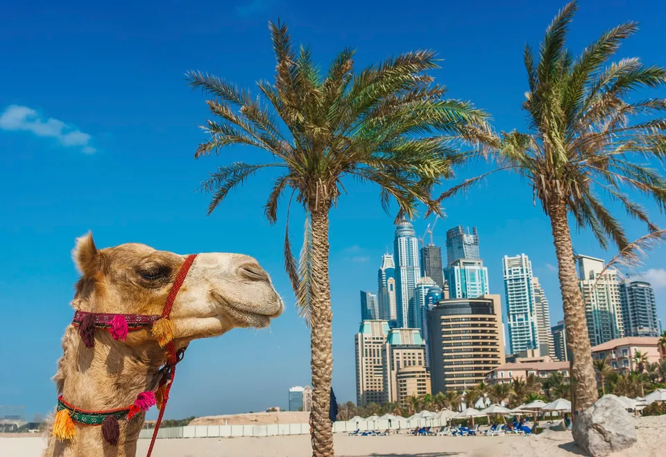 Kamel in Dubai
