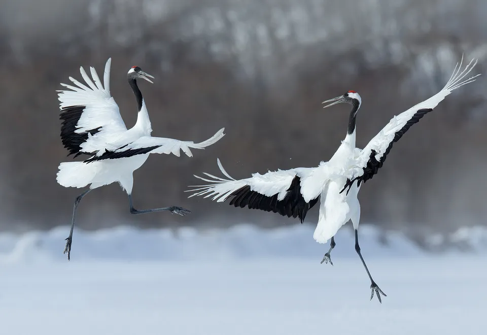 Kraniche auf Hokkaido