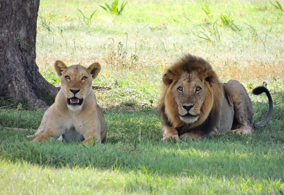 Löwen zählen zu den 