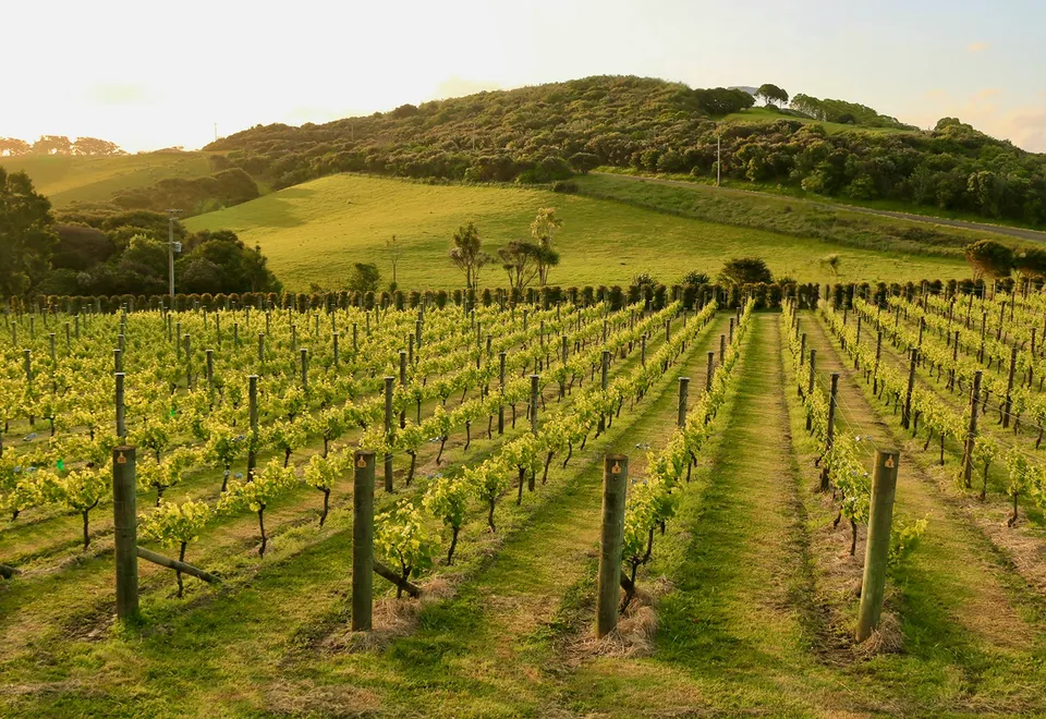 Weinberge auf Waiheke Island