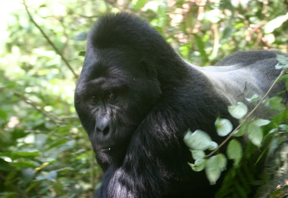 Silberrücken in Uganda