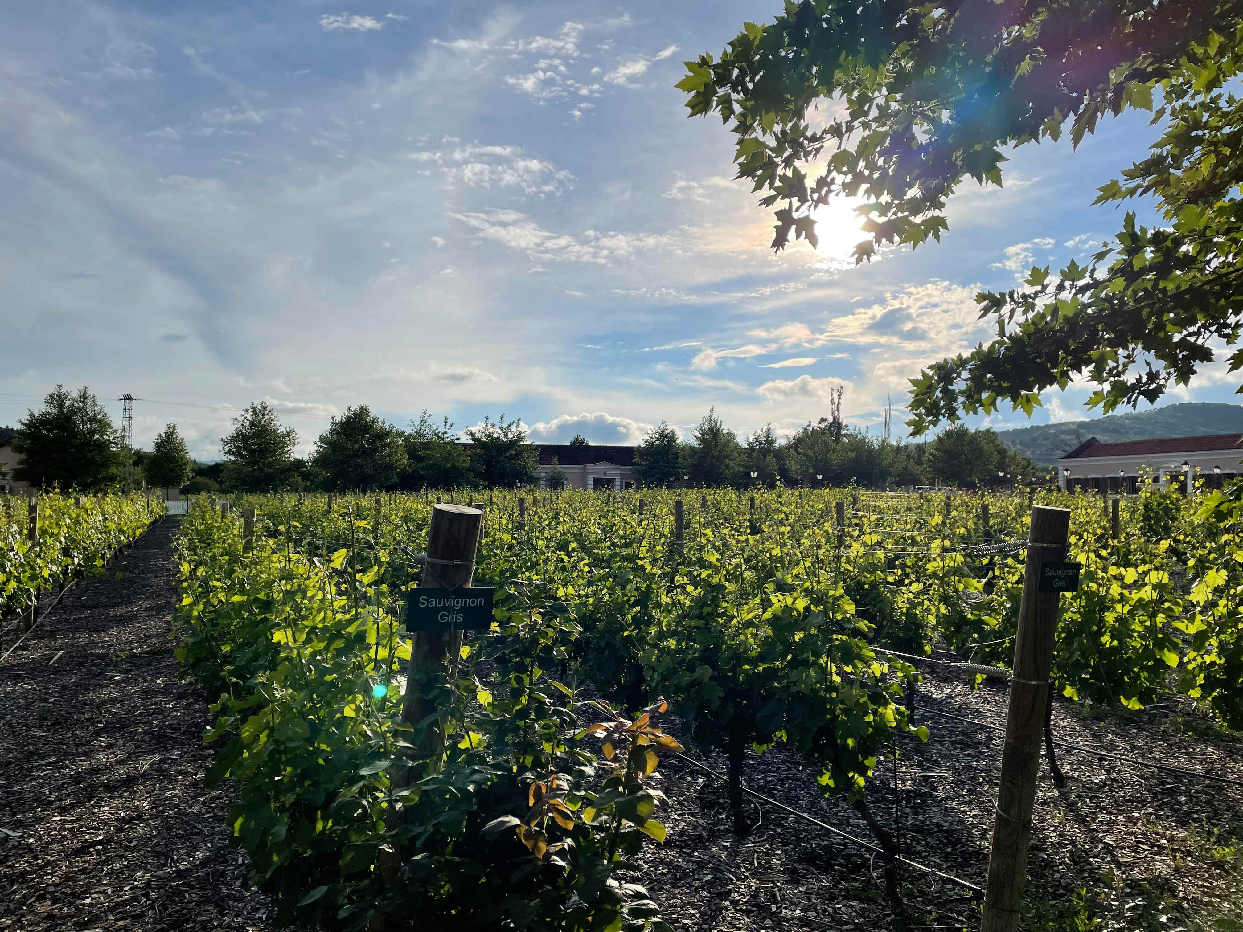 Weingut Mogilovo